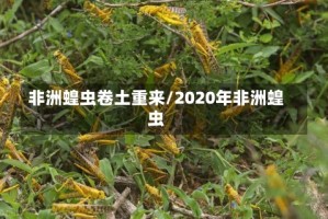 非洲蝗虫卷土重来/2020年非洲蝗虫