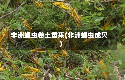 非洲蝗虫卷土重来(非洲蝗虫成灾)-第1张图片