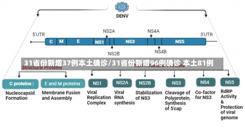 31省份新增37例本土确诊/31省份新增96例确诊 本土81例-第2张图片