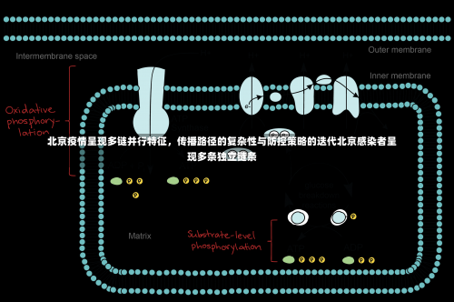 北京疫情呈现多链并行特征，传播路径的复杂性与防控策略的迭代