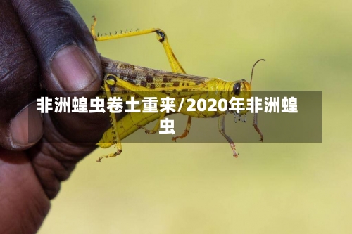 非洲蝗虫卷土重来/2020年非洲蝗虫-第2张图片