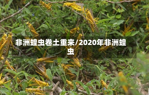 非洲蝗虫卷土重来/2020年非洲蝗虫-第1张图片