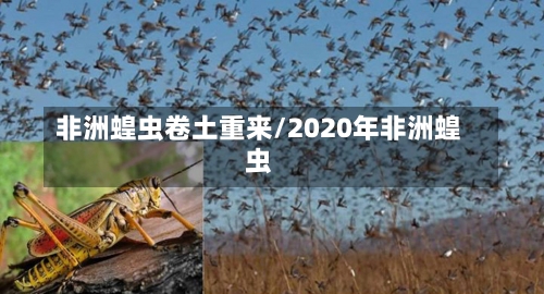 非洲蝗虫卷土重来/2020年非洲蝗虫-第3张图片