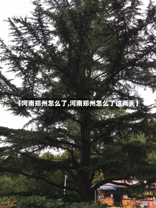 【河南郑州怎么了,河南郑州怎么了这两天】-第2张图片